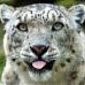 SnowLeopard